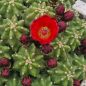 Preview: echinocereus-triglochidiatus-var-inermis
